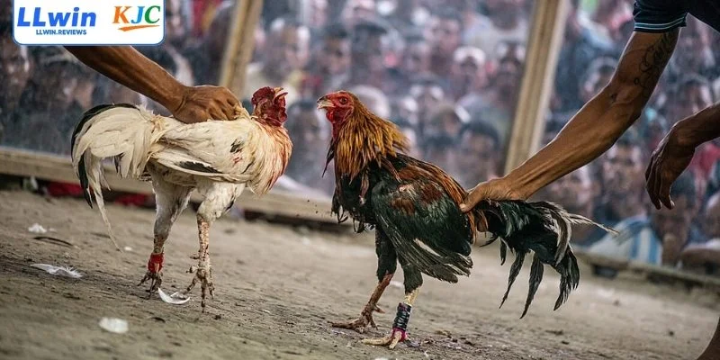 Đá Gà LLwin - Sàn Đấu Chiến Kê Huyền Thoại So Tài Nảy Lửa